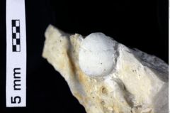 Foto (Detailansicht) von Oxythyreus gibbus (Reuss, 1858) (NHMW-GEO-1990-0041-0350)